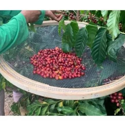 Francesca Espressoblandning - Mellanrost - 250g