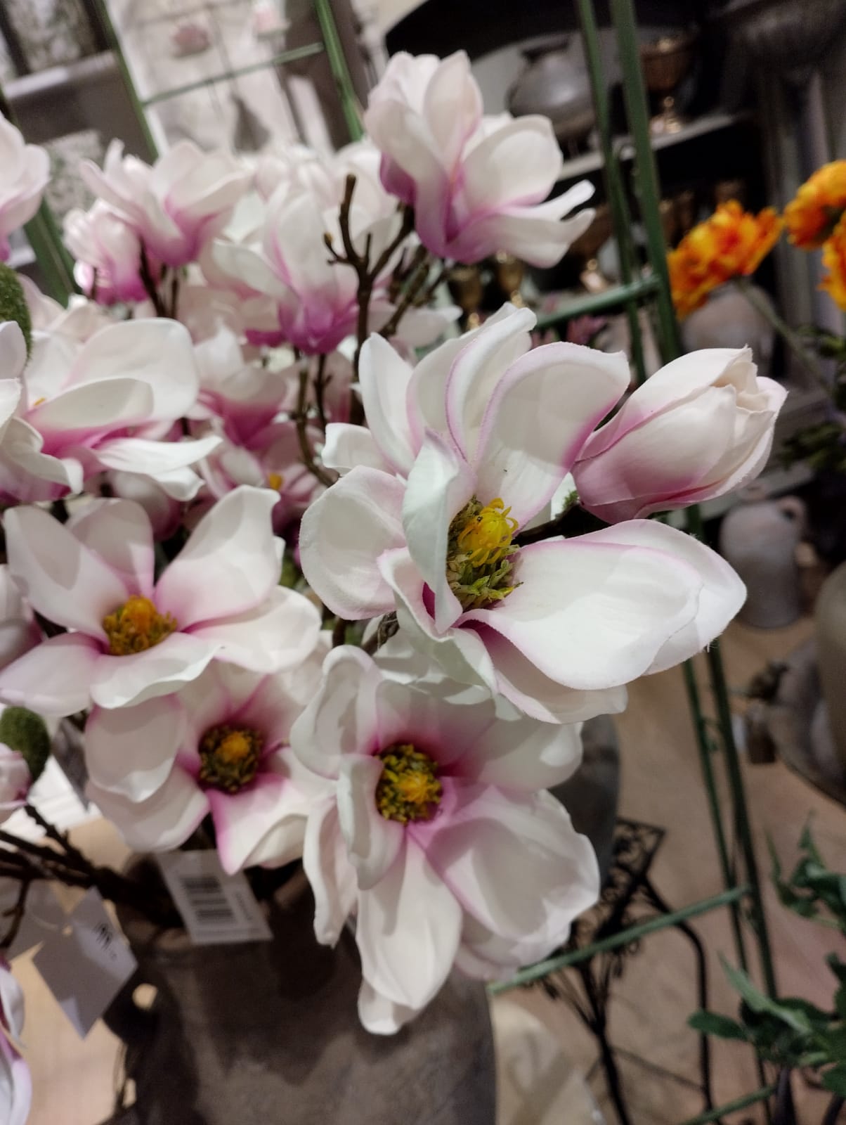 Magnolia / Magnoliakvist - Lys pink - 66 cm