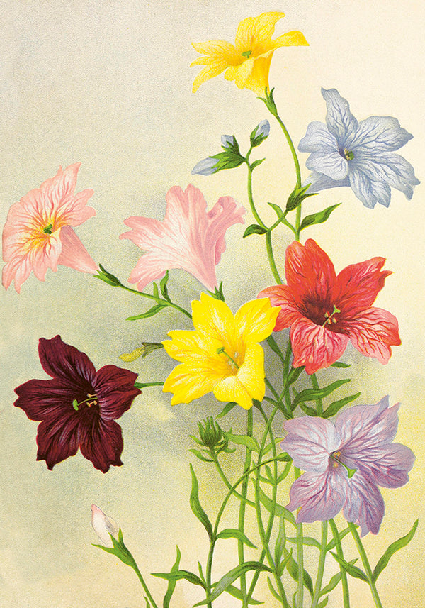 Poster, 35x50 cm, Trumpetblommor