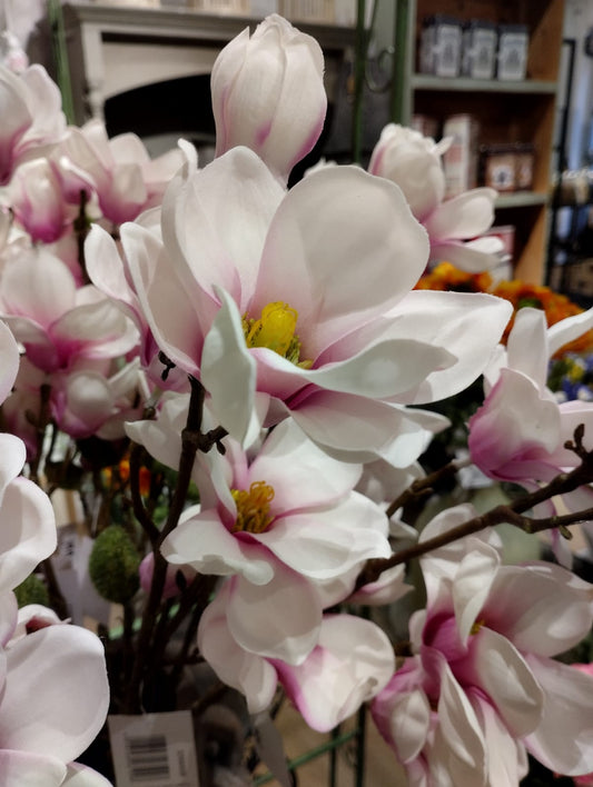 Magnolia / Magnoliakvist - Ljusrosa - 66 cm