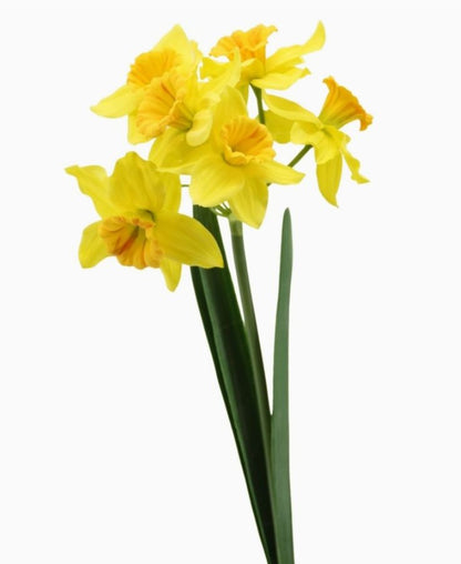 Påsklilja - gul - 47cm