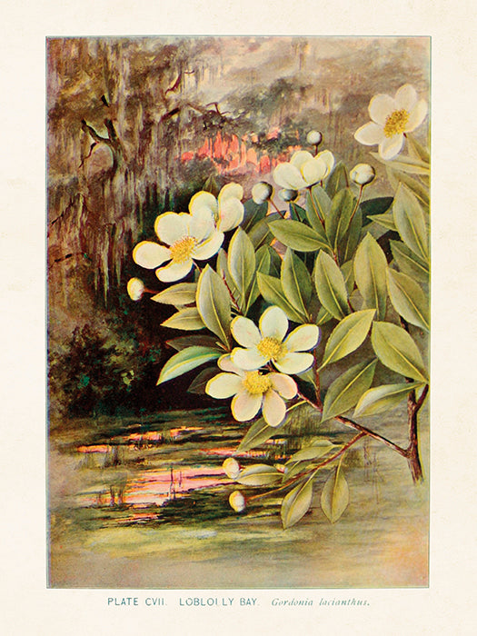 Poster, 18x24 cm, Gardenia